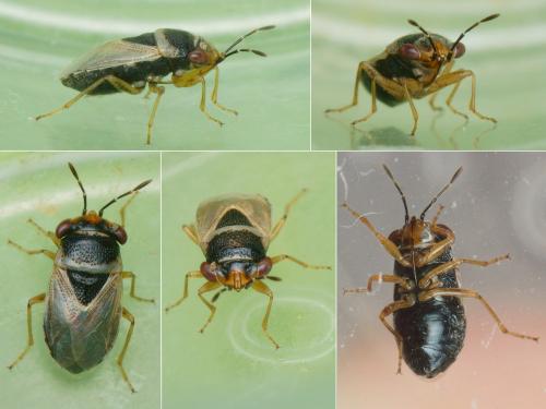 Réf. 234 538 : Geocoris megacephalus